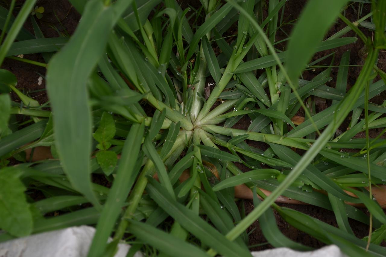 How to Identify and Get Rid of Crabgrass HGTV